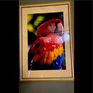 Tropical photograph of Multicolor parrot